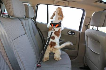 Smycz dla psa do samochodu do pasów bezpieczeństwa i do isofix dla średnich psów do 35kg