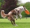 Profesjonalne Frisbee do rzucania i aportowania dla psa - małe 19cm